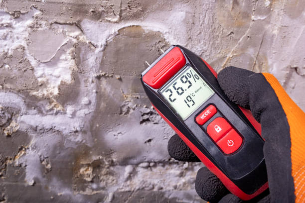 Best Attic Mold Remediation in Bee Ridge, FL