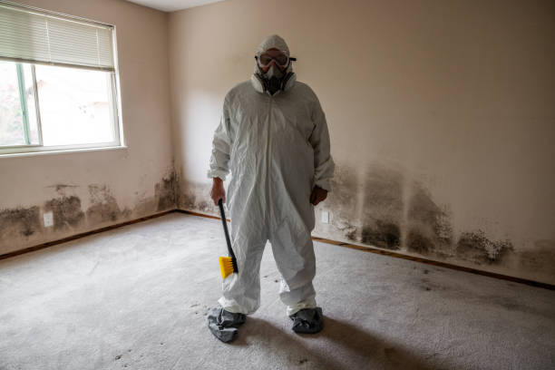 Best Post-Flood Mold Remediation in Bee Ridge, FL